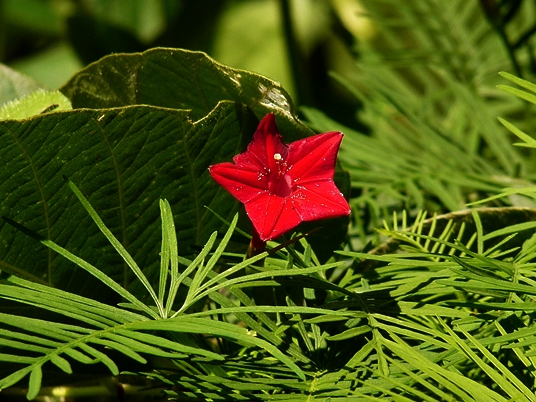 {Ipomoea quamoclit}